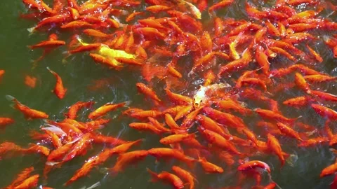 Red koi Vídeos de archivo 344274435