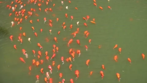 Red koi Stock Footage 344285461