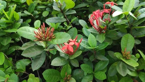 The red kora flowers Stock Footage 301737210