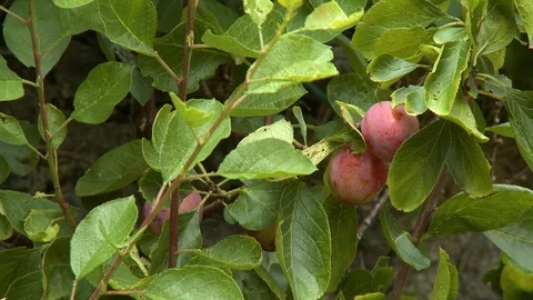 Red Koru Apples On Branches Stock Footage 115819104