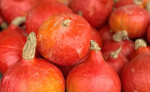 Red kuri pumpkins close view fresh autumn vegetables natural farm product Stock Photos