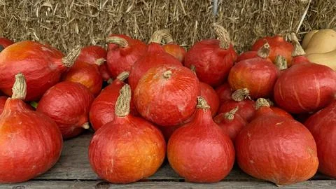 Red kuri pumpkins closeup rustic autumn harvest organic farm vegetables vibra Stock Photos