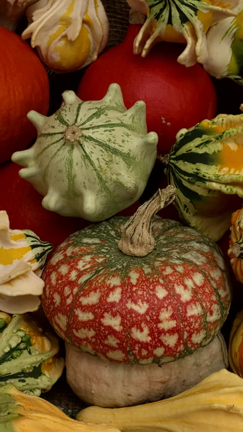 Red Kuri squashes and decorative gourds.  Camera slide, vertical video. Stock Footage 283448038