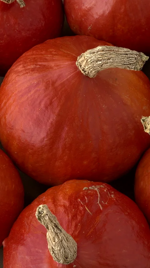Red Kuri squashes.   Table spin, vertical video. Stock Footage 283448647