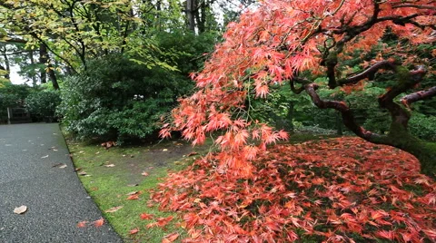 Red Laced Maple Tree in Autumn Season in Portland Japanese Garden Video stock 43267887