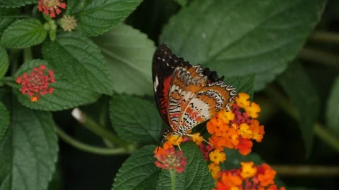 Red lacewing butterfly flapping wings 4K Stock Footage 91651908