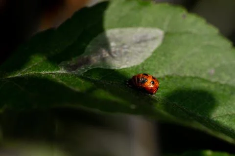 Red Lady Bug On A Leaf Stock Photos