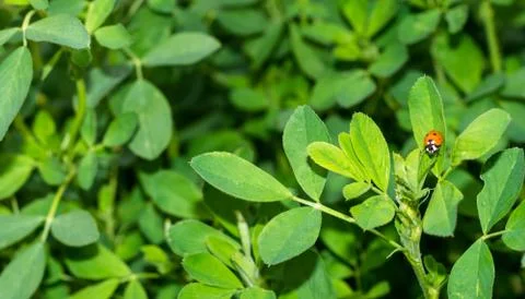 Red lady bug Stock Photos