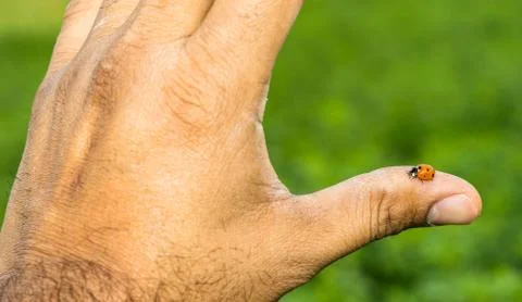 Red lady bug Stock Photos