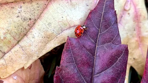 Red lady bug sitting on a pile of colorful fall foliage. Stock Footage 108462277