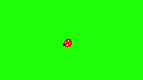 Red Ladybird Beetle Bug animation isolated on green screen background Stock Footage 311841838