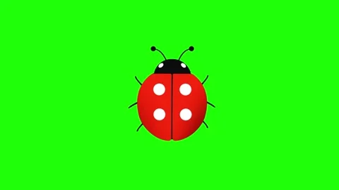 Red Ladybird Beetle Bug - Crawling Loop on green background and white background Stock Footage 311841837