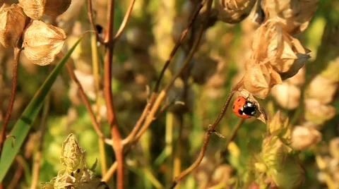 Red ladybird Stock Footage 490968