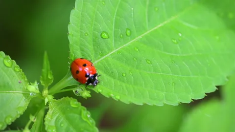 Red ladybird on a leaf Video stock 279157562