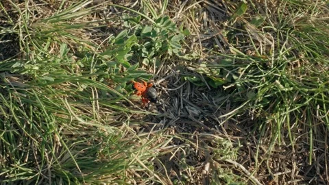 Red ladybird spider (Eresus moravicus) crawling in grass in a European steppe Stock Footage 297392726