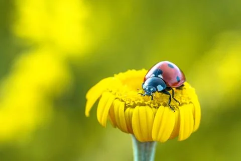Red ladybird on yellow flower in summer Stock Photos