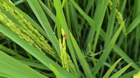 Red Ladybug Beetle On Green Paddy Grain Panicle Agriculture Close Up Video Video stock 343629573