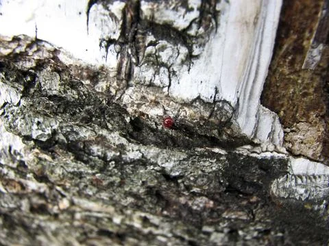 Red ladybug on birch bark, close-up, macro Stock Photos