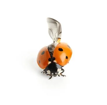 Red ladybug with black spots and open wings preparing for flight, isolated on Stock Photos