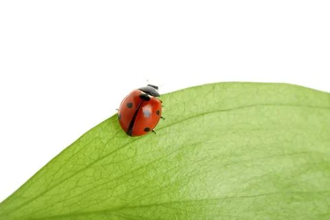 Red ladybug with black spots crawling on a green leaf, natural pest control a Photos