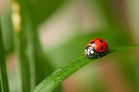 Red ladybug with black spots crawling on a green leaf, nature and garden pest Photos