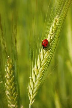 Red ladybug in the cereals, green background Stock Photos