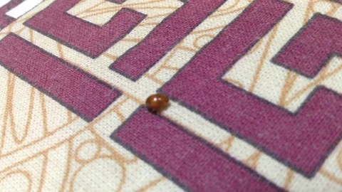 Red ladybug Coccinellidae crawling on a patterned blanket flies away Stock Footage 106303659