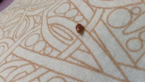 Red ladybug Coccinellidae crawling on a patterned blanket Stock Footage 106303690