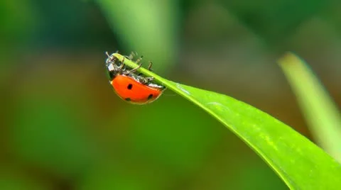 Red Ladybug (Coccinellidae) on green leaf 2 Видео 11147874