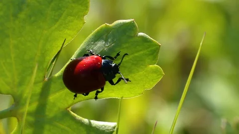 Red ladybug crawl on green leave Video stock 129798340