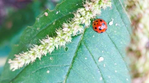 Red ladybug crawling across leaf surface Stock Photos