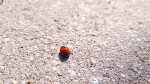 A red ladybug crawling along the asphalt. A ladybug, a bug. Stock Footage 310859653
