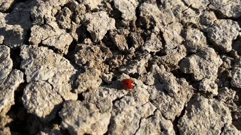 Red Ladybug Crawling on Dry Cracked Ground Stock Footage 328453142