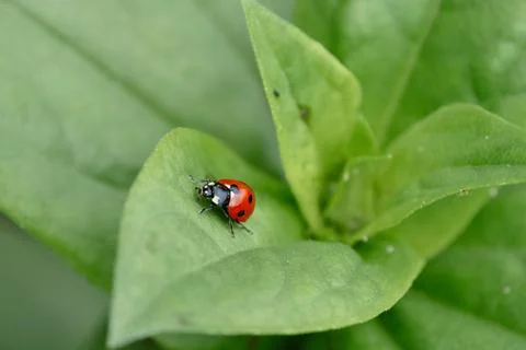 Red ladybug crawling on green leaf of flower, close-up Stock Photos