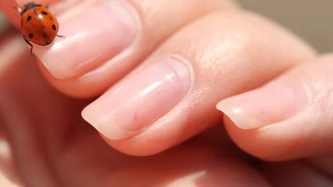 Red ladybug is crawling on hands. Close-up. Macro. Flying away. Video stock 107115110
