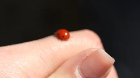 Red ladybug is crawling on hands. Close-up. Macro. Stock Footage 107115113