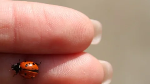 Red ladybug is crawling on hands. Close-up. Macro. Stock Footage