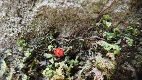 Red ladybug crawling on mossy stone outdoors Stock Footage 347920834