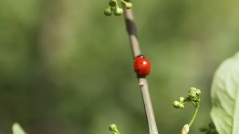 Red ladybug is crawling on tree branch with leaves. Close-up. Macro. Video stock 107115128
