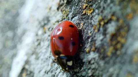 Red ladybug crawling on a tree. summer is here Stock Footage 38365136