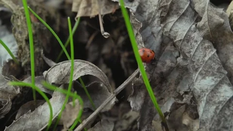 Red ladybug crawls across dry leaves and green grass, showcasing its movement in Video stock 331540977