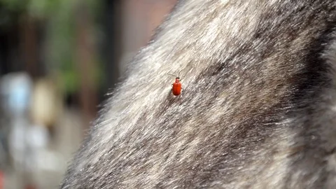 Red ladybug crawls on artificial fur in the street under a sun light Stock Footage 122432352