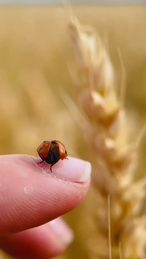 Red ladybug crawls, macro Stock Footage 245101546