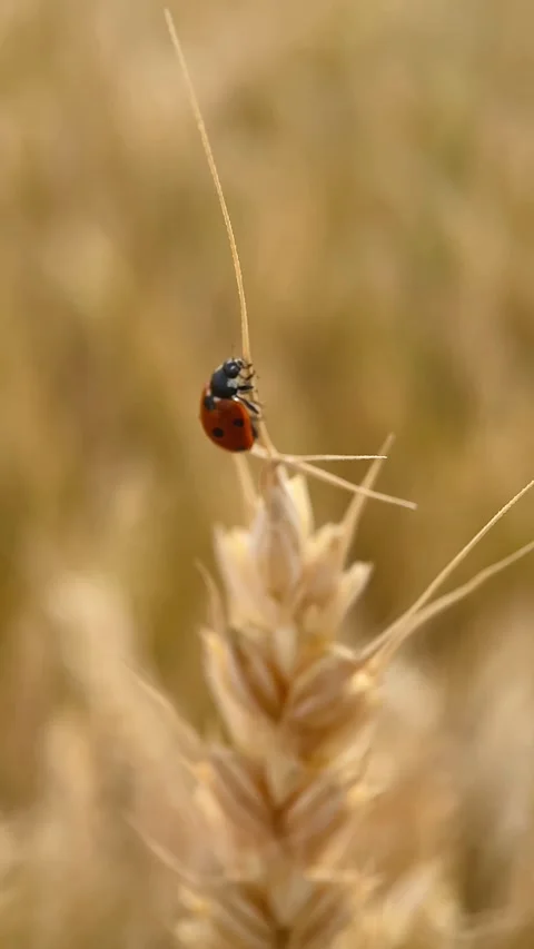 Red ladybug crawls, macro Stock Footage 245101547