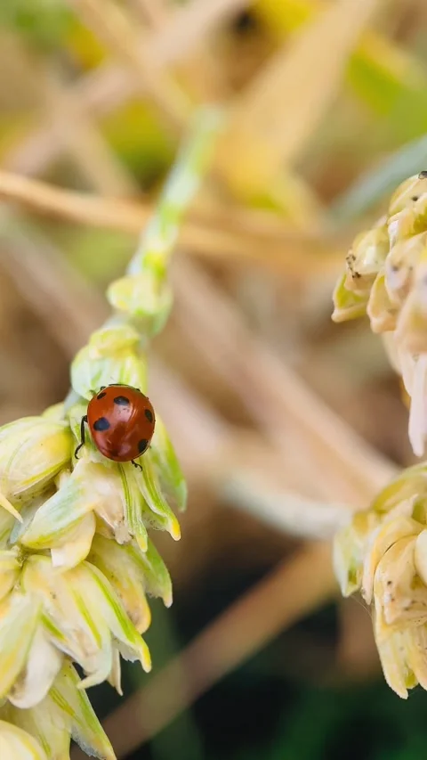 Red ladybug crawls, macro Stock Footage 245101624