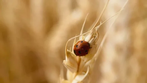 Red ladybug crawls, macro Stock Footage 245101728