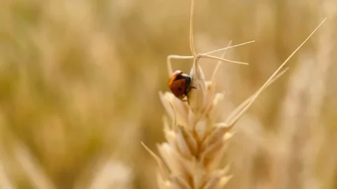 Red ladybug crawls, macro Stock Footage 245101735