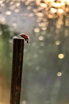 A red ladybug crawls on a stick towards the sun's sunset rays. Bokeh. Macroph Foto stock