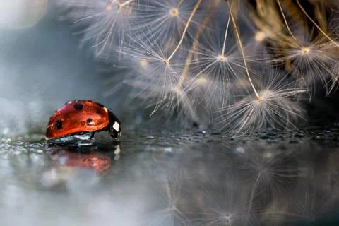 Red ladybug with dandelion reflection on the mirror 스톡 사진