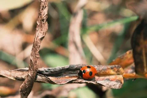 Red ladybug on a dried leaf on a blurred background Stock Photos